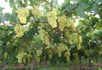 Wine Grapes